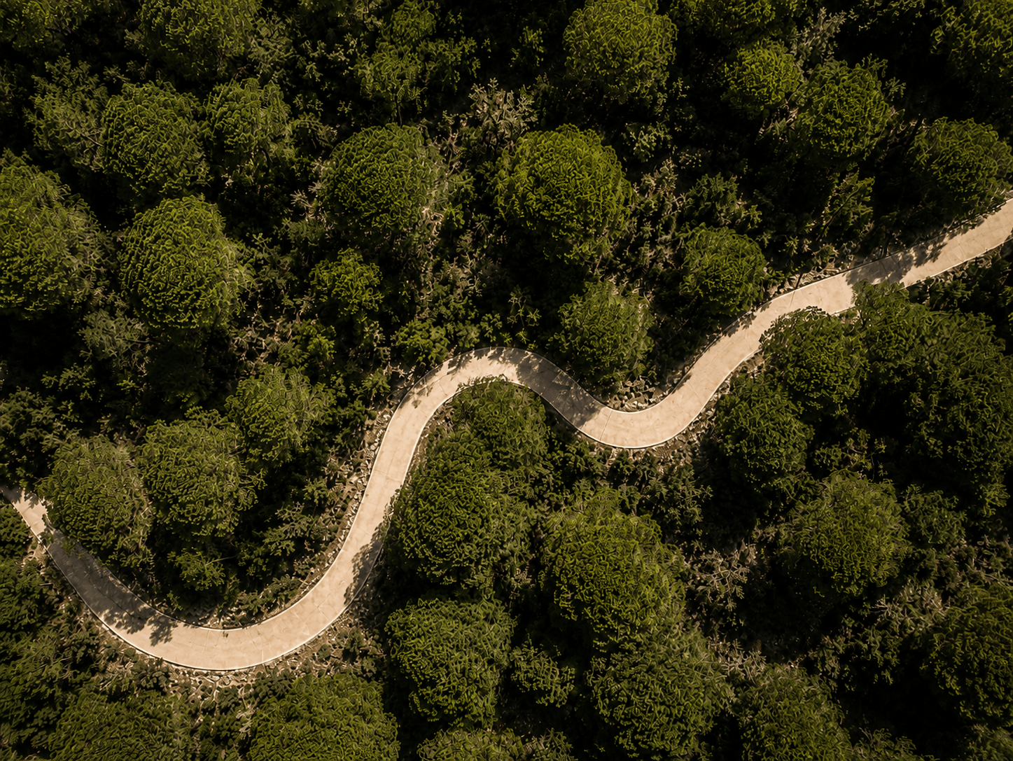 Bosque con camino natural para pasear